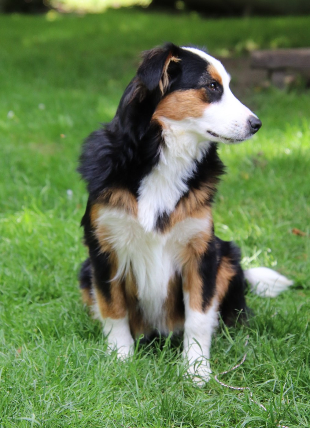 Sunshine Matata des Dunes